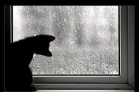 El gato en la ventana